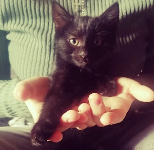 4 wunderschöne Katzenkinder suchen ein liebevolles zuhause