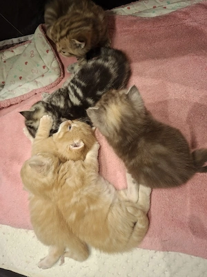 Exklusive reinrassige BKH Kitten   liebevoll aufgezogen   