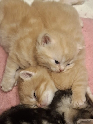    Exklusive reinrassige BKH Kitten   