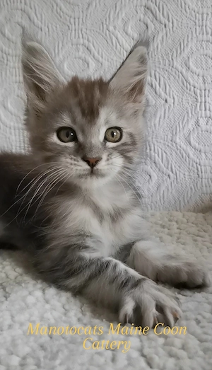 Goldiges Maine Coon Katerchen mit Stammbaum sucht... 