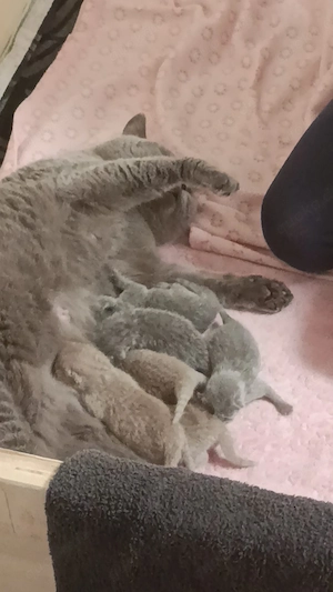 Unsere wunderschönen Britisch Kurzhaar Kitten haben das Licht der Welt erblickt