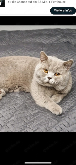 Unsere wunderschönen Britisch Kurzhaar Kitten haben das Licht der Welt erblickt