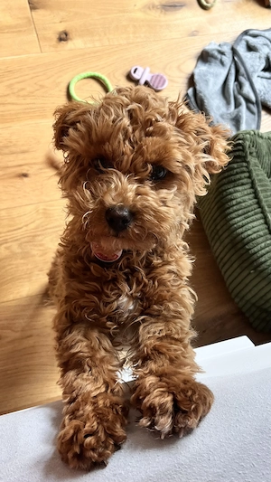 Zuckersüße Maltipoo-Hündin sucht liebevolles Zuhause