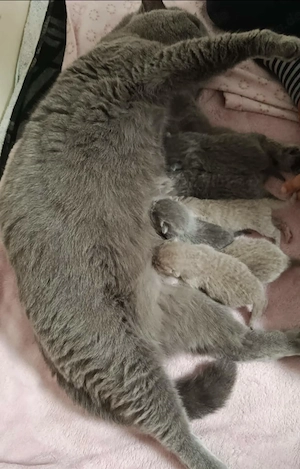 Unsere wunderschönen Britisch Kurzhaar Kitten haben das Licht der Welt erblickt