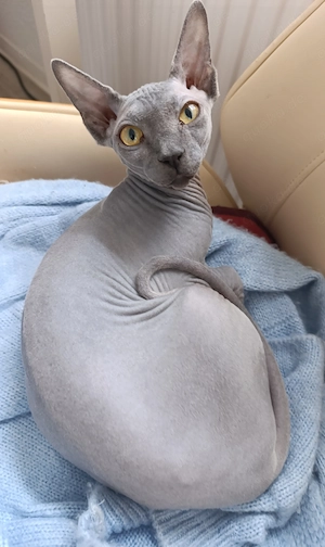 Canadien Sphynx - Jung Bild 6