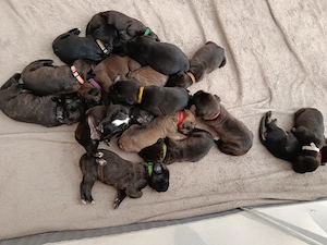 Cane Corso Italiano Welpen 