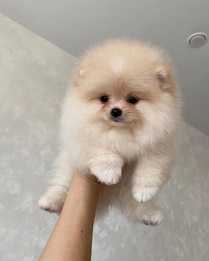 Superniedliche und gesunde Pomeranian-Welpen