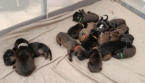 Cane Corso Italiano Welpen Abgabe 20.05.