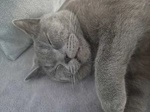 Verschmuster Kater Britisch Kurzhaar 