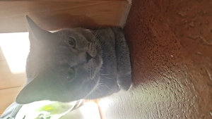 Verschmuster Kater Britisch Kurzhaar 