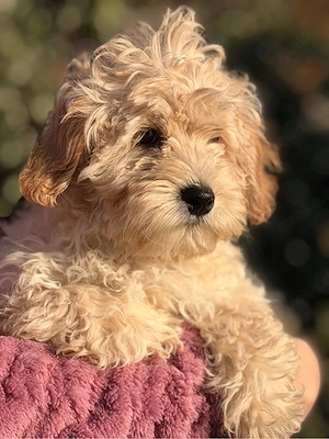 Maltipoo Welpen suchen genau dich (Malteser x Pudel)