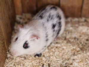 Meerschweinchen und Hasen abzugeben