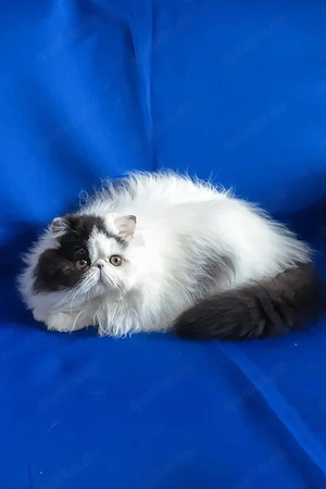 Seltenes zweifarbiges Langhaar-Kätzchen (männlich) | Geimpft und im Haus aufgezogen