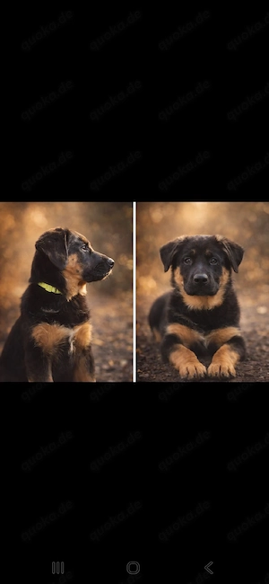 4 wunderschöne Deutsche Schäferhund x Australian Shepherd Welpen suchen liebevolle Familien