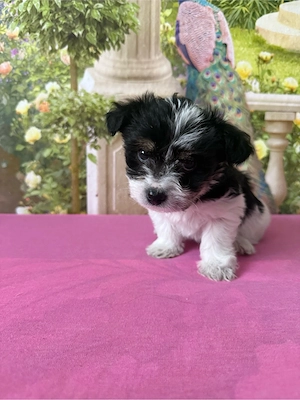 Malteser yorkshir terrier welpen