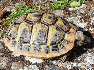 Griechische Landschildkröten (Westrasse)