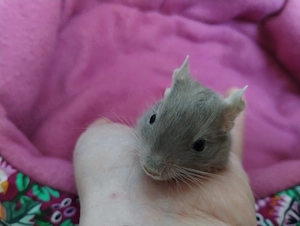 Super süßer Degu Nachwuchs:Sonderfarben:Schoko-Schecken,Liac suchen demnächst Heugeber! Bild 8