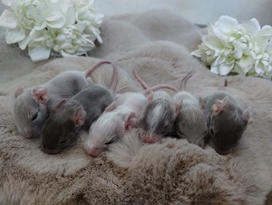 Super süßer Degu Nachwuchs:Sonderfarben:Schoko-Schecken,Liac suchen demnächst Heugeber!