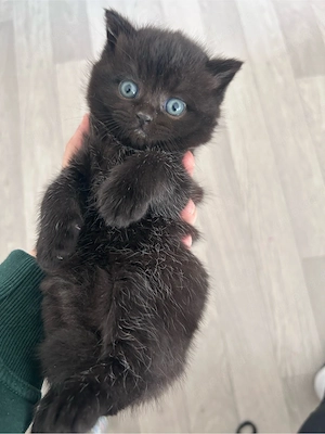 Bkh kitten sucht ein liebevolles Zuhause