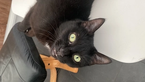 2 schwarz weiße Katzen abzugeben wegen Krankheit Bild 6