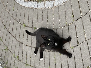 2 schwarz weiße Katzen abzugeben wegen Krankheit Bild 8