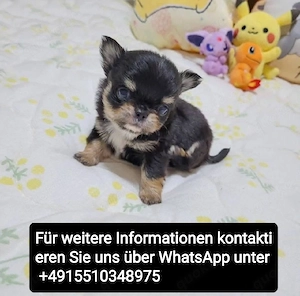 Chihuahua Welpen ,reinrassig, liebevoll aufgezogen