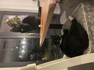 2 schwarz weiße Katzen abzugeben wegen Krankheit Bild 9