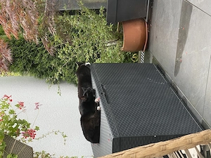 2 schwarz weiße Katzen abzugeben wegen Krankheit Bild 4