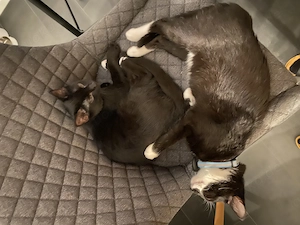 2 schwarz weiße Katzen abzugeben wegen Krankheit Bild 5
