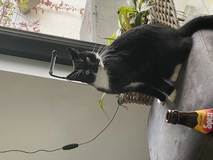 2 schwarz weiße Katzen abzugeben wegen Krankheit Bild 2