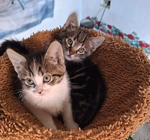 5 Süße Katzenbabys