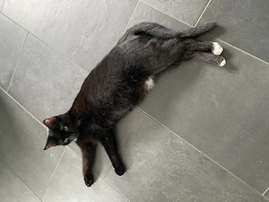 2 schwarz weiße Katzen abzugeben wegen Krankheit Bild 7