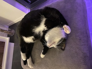 2 schwarz weiße Katzen abzugeben wegen Krankheit