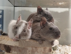 Super süßer Degu Nachwuchs:Sonderfarben:Schoko-Schecken,Liac suchen demnächst Heugeber! Bild 10