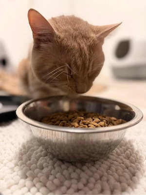 roter orangener Kater abzugeben!