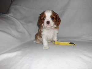 Cavalier King Charles Hündin 11 Wochen zu verkaufen