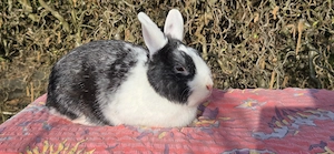 WO-Farbenzwergrammler abzugeben, kastriert