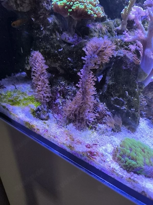 karibische Gorgonie Meerwasser 