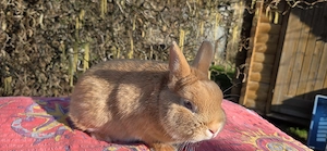 Farbenzwergrammler in lutino abzugeben, geimpft und kastriert