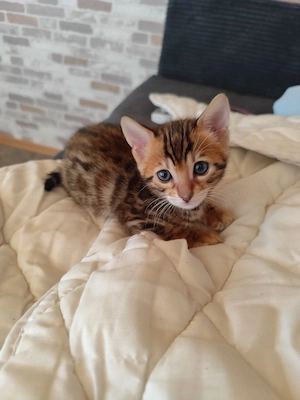Bengalkatze Bengalkitten reinrassig (Weibchen) ab SOFORT 