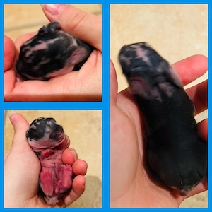 Zwergkaninchen Babys Löwenköpfchen