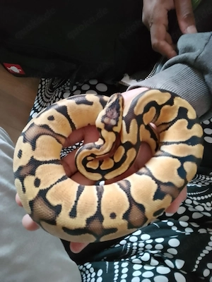 Königspython Pastel Enchi het Clown