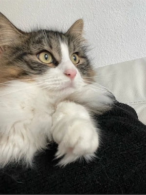 Mischlinskater kastriert