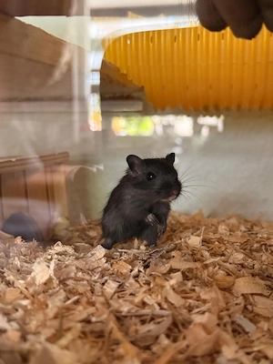 Wüstenrennmäuse männlich,weiblich