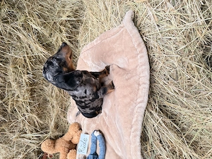Süße Dackelwelpen suchen liebevolles neues zu Hause 