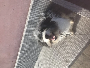 Border Collie und Foxterrier  Mädchen 