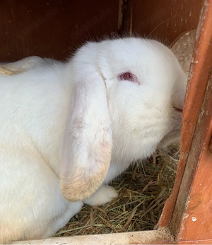 Dringed Widder abzugeben Bild 6