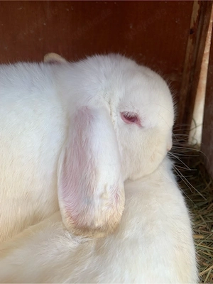 Dringed Widder abzugeben Bild 5