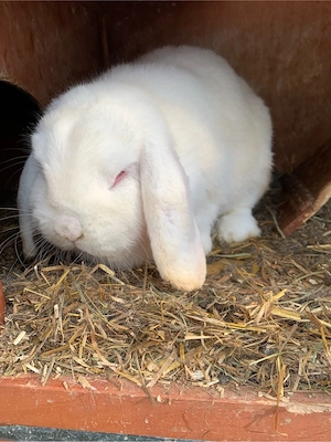 Dringed Widder abzugeben Bild 8