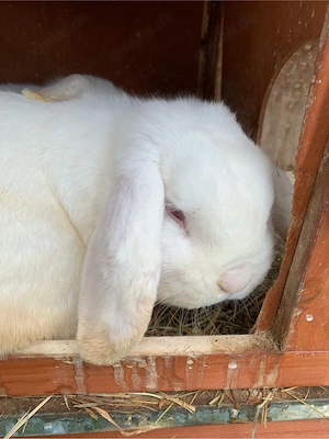 Dringed Widder abzugeben Bild 7